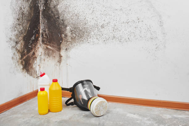 Best Emergency Mold Remediation in Clarence, IA