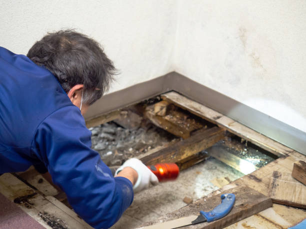 Best Health and Safety Mold Remediation in Clarence, IA