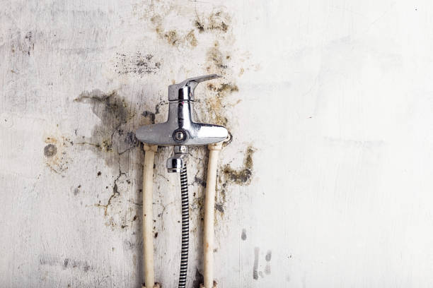 Best Post-Flood Mold Remediation in Clarence, IA
