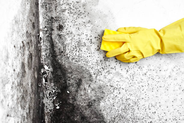 Best Mold Remediation for Specific Building Types in Clarence, IA