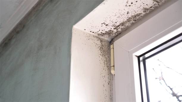 Best Residential Mold Remediation in Clarence, IA