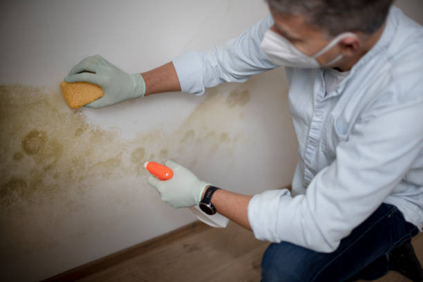 Best Industrial Mold Remediation in Clarence, IA