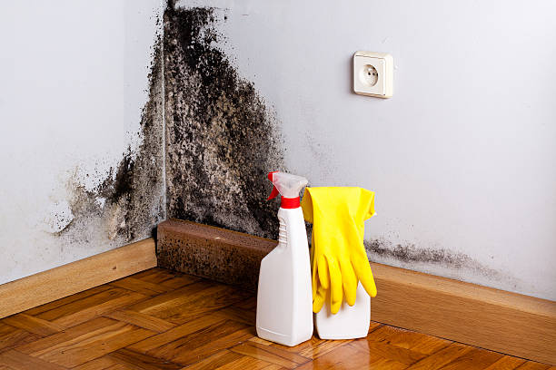 Professional Mold Remediation in Clarence, IA